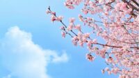 A view of Sakura Blossoms to represent weakening JPY