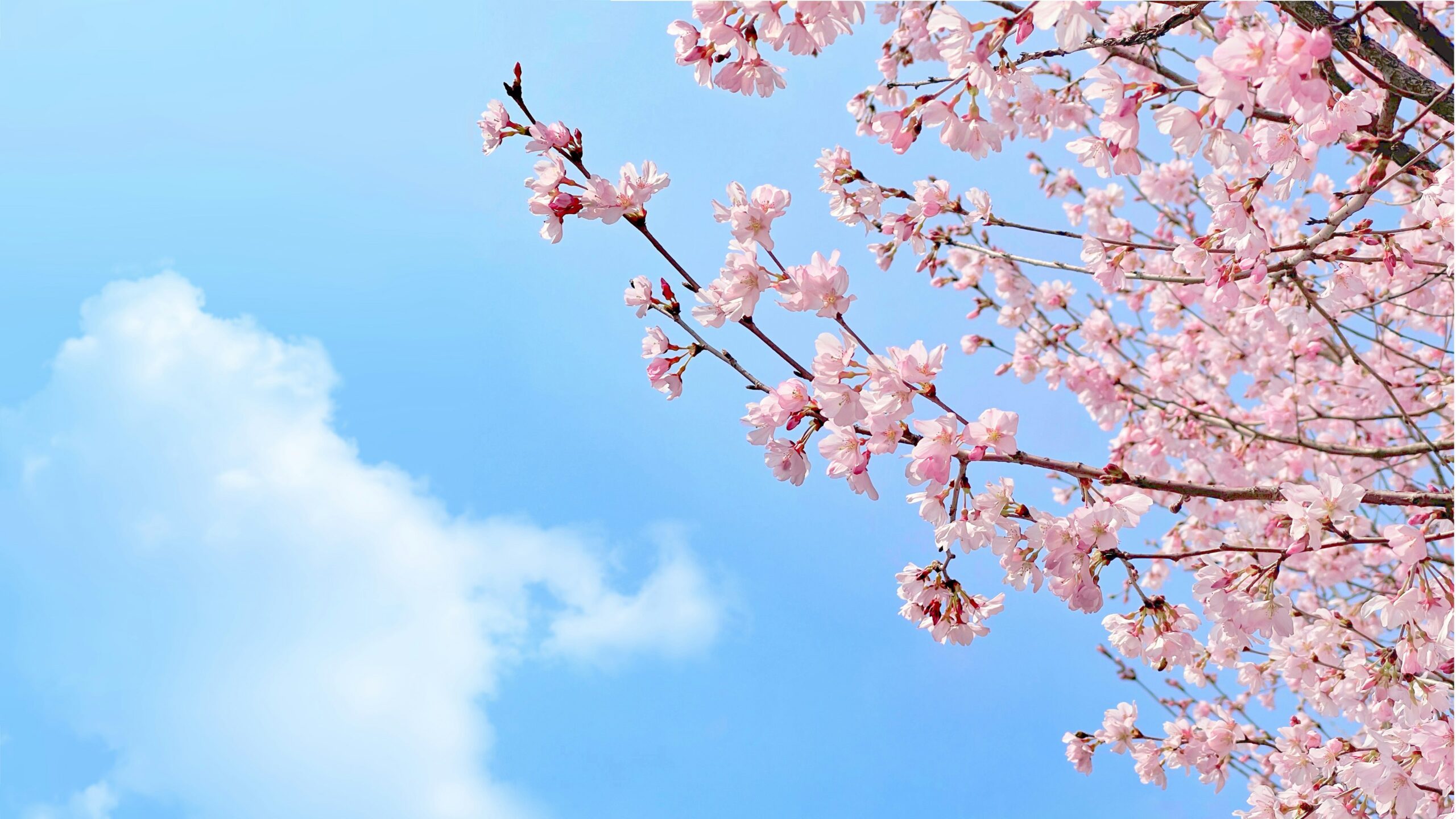 Blossoming pink cherry blossoms against a clear blue sky with fluffy white clouds